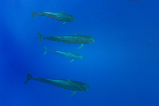 Pod of short-finned pilot whales swims underwater near Vavau Island in Tonga during daylight hours