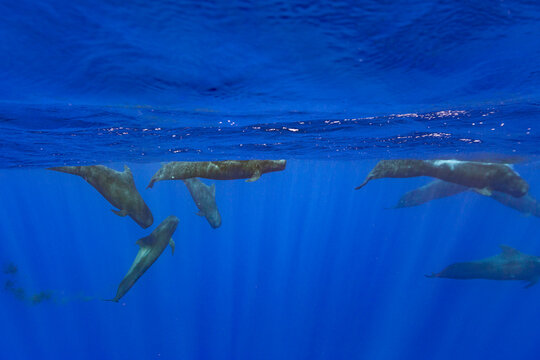 Pod of short-finned pilot whales swimming underwater near Vavau Island, Tonga in clear blue water