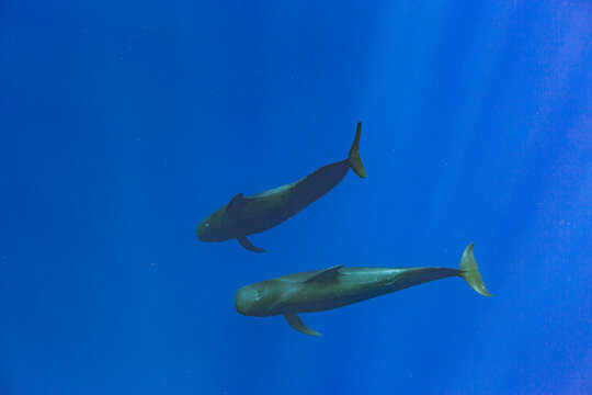 Short-finned pilot whales swimming together in clear water near Vavau Island in Tonga during daylight hours