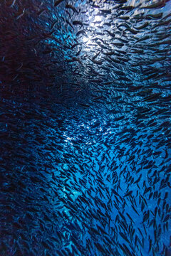 Shoaling fish swim inside Swallow cave near Vavau Island in Tonga during daylight