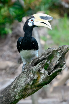 Oriental Pied-Hornbill perched on a tree branch in its natural habitat during daylight hours in Borneo, Malaysia