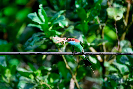 Blue-throated bee-eater catches and eats a hawk moth in Borneo, Malaysia while perched on a branch