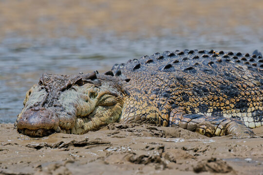 Saltwater crocodile resting on a riverbank in Malaysia during daylight