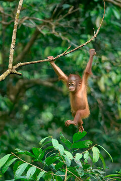 Young orangutan jumps between branches in the rainforest of Borneo, Malaysia during daytime