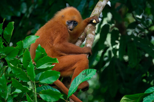 Red leaf monkey rests on tree branch while surrounded by green foliage in Borneo, Malaysia