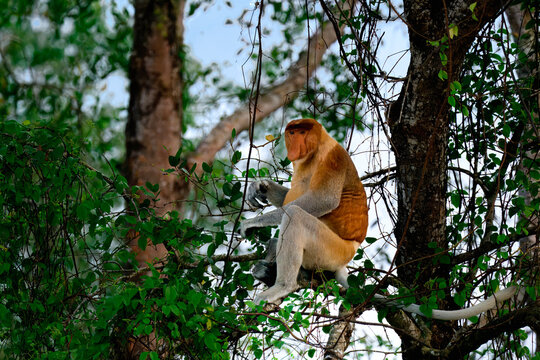 Proboscis monkey sits on a branch and looks around in Borneo forest, Malaysia