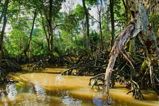 Exploring the mangrove forest along the Brunei river near Bandar Seri Begawan