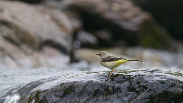 Bird (yellow wagtail) searching for food in the trickling water on a rock in the middle of the river