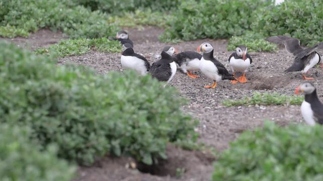 A group of puffins on Inner Farne Island