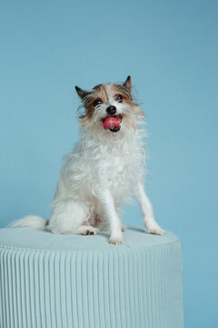 Small Breed Dog Sitting on Stool On Blue Background