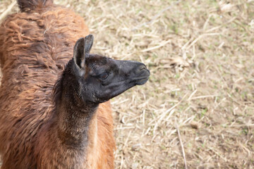 Fototapeta premium Brown llama standing in a grassy field under soft natural light