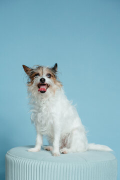 Small Breed Dog Sitting on Stool On Blue Background