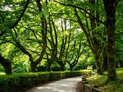 Winding path through lush green park with tall trees for nature and outdoor tranquility