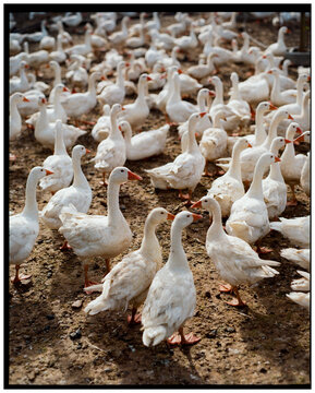 Geese crowded together on a farmyard 