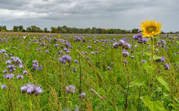 Champ de chardons et tournesols &agrave; Savigneux, Ain, France