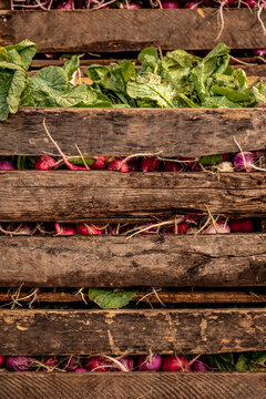 Fresh Radishes and Greens in Wooden Crates at a Market