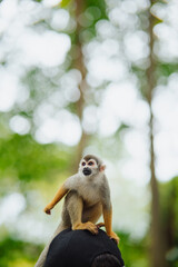 Squirrel monkey on a person's head in the Amazon rainforest. © Marco