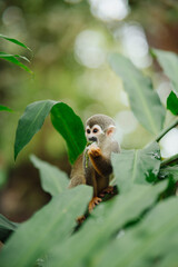 Squirrel monkey in the Amazon rainforest © Marco