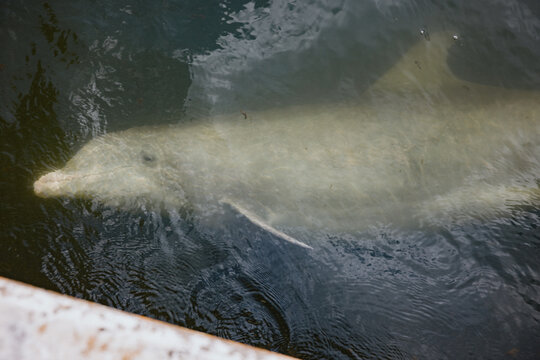 Dolphin Swims in the Water Near a Boat in a Coastal Area