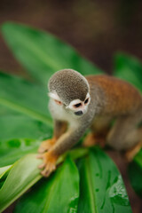 Squirrel monkey in the Amazon rainforest © Marco