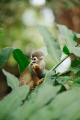 Squirrel monkey in the Amazon rainforest © Marco