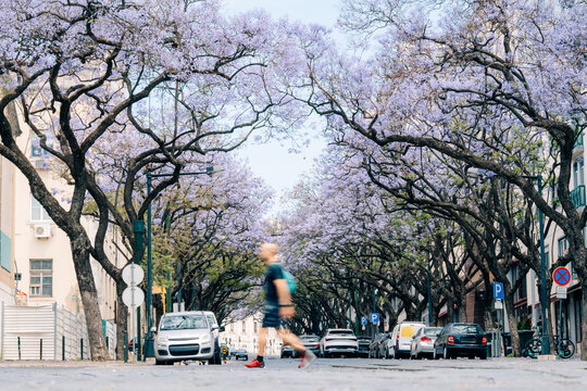 Person Walks on Street Lined With Trees in Bloom During the Day