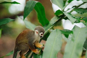 Squirrel monkey in the Amazon rainforest © Marco