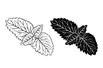 Line sketch, silhouette of aromatic herbs, mint leaves. Vector graphics. © Катерина Якубович