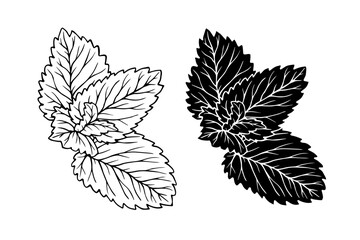 Line sketch, silhouette of aromatic herbs, mint leaves. Vector graphics. © Катерина Якубович