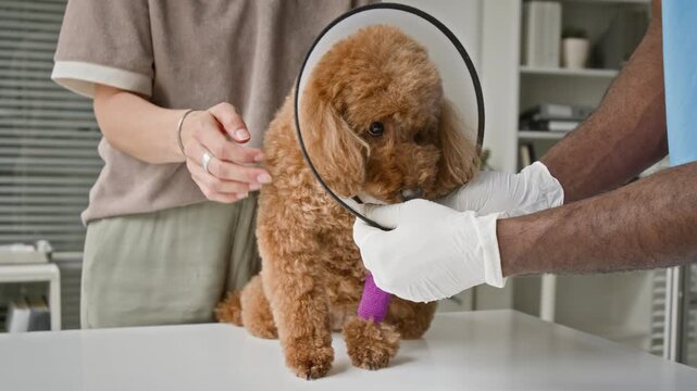 African American male veterinarian putting protective collar on injured poodle dog held by Caucasian female owner. Perfect for veterinary clinic promotions and pet insurance advertisements