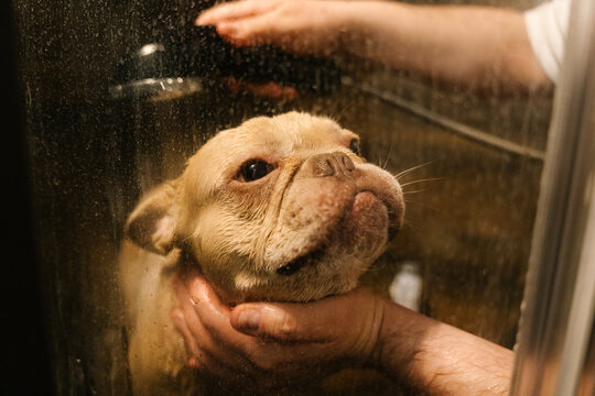 Man Washing French Bulldog In Shower