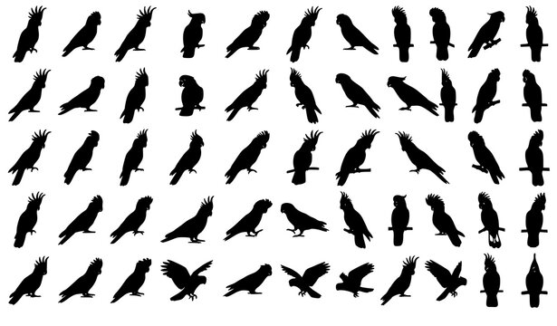 Black Cockatoo Parrot Silhouette Vector Collection with Tropical Bird Icons