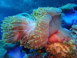 Magnificent Sea Anemone Heteractis magnifica on Tropical Coral Reef © Andrea