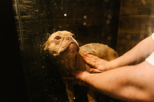 A wet French Bulldog looks upward