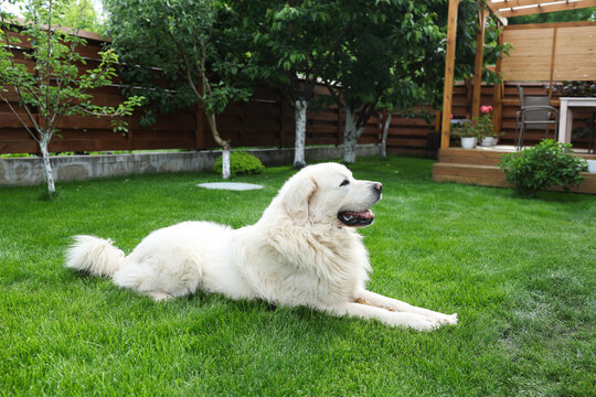 The dog is walking in the yard.