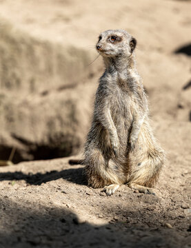 Meerkat standing upright outdoors
