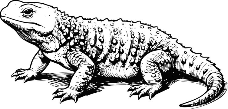 Detailed black and white illustration of a desert lizard with textured scales and claws