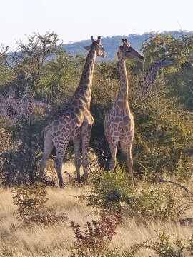 Giraffe, Etosha, Nationalpark, Namibia, Afrika