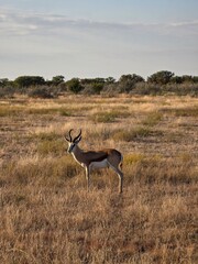 Antilope, Impala, Etosha, Nationalpark, Namibia, Afrika © Pascal // Spree
