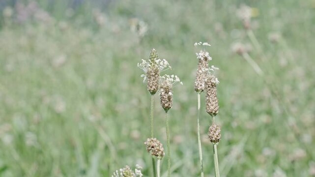 Wildflower ribleaf flower. Flowering nature closeup. Macro of flowering ribleaf plant. Field ribleaf flower. Natural flower plant. Flora nature. Bright blooming flower in nature