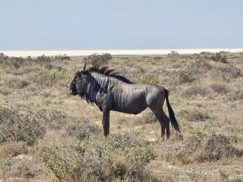 Gnu, Wilderbeast, Etosha, Nationalpark, Namibia, Afrika