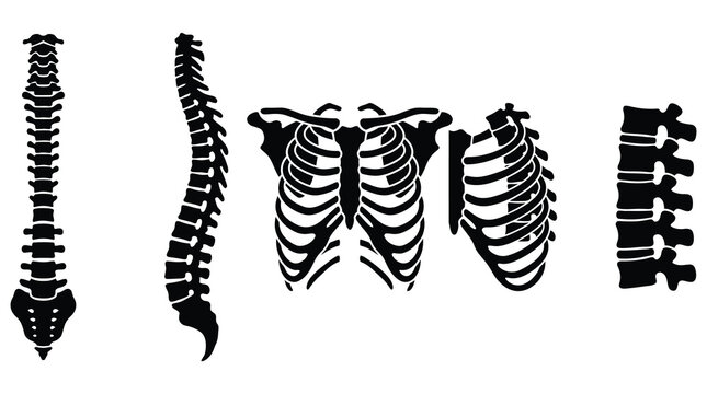Human spine and rib cage silhouettes. Medical anatomy icons of the skeletal system.