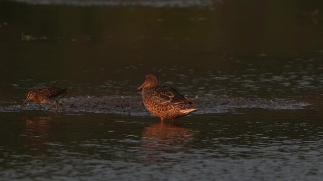 A female Northern Shoveler (Spatula clypeata) preening its feathers while a snipe walks past