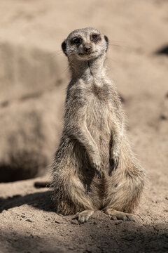 Meerkat on sandy ground
