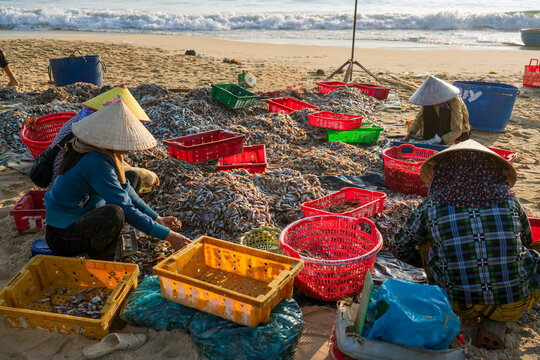 Sorting Fresh Anchovy Catch