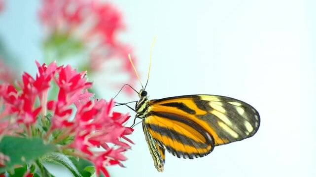 Close Up of a Common Tiger Butterfly. Beautiful Common Tiger Butterfly Feeding on Nectar. Common Tiger Butterfly in Natural Habitat.