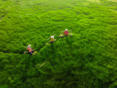 Traditional Sedge Grass Gathering
