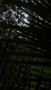 Sunlight through dark wooden fence and pine trees