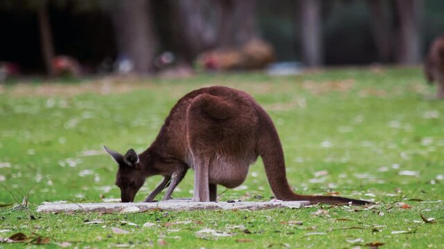 Kangaroo is feeding on the ground in a green space near trees in a natural setting.