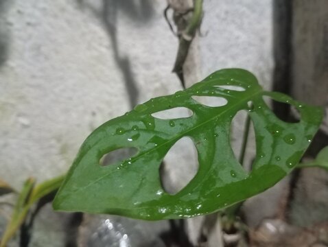 the leaf plant JANDA BOLONG 